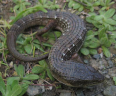 Alligator Lizard