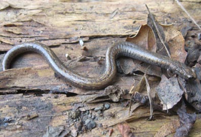 Slender Salamander