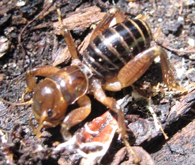 Jerusalem Cricket