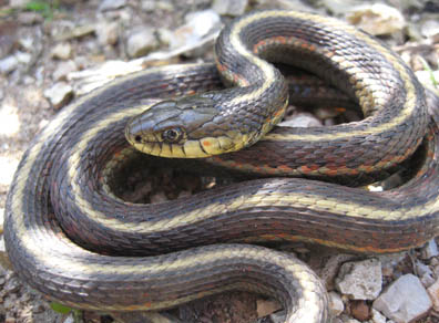 Coast Garter