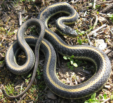 Garter Snake