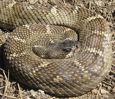 Northern Pacific Rattlesnake