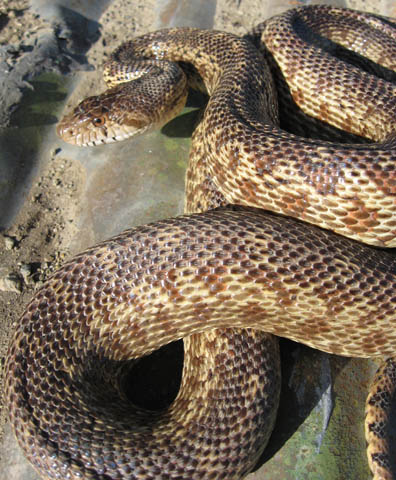 Gopher Snake