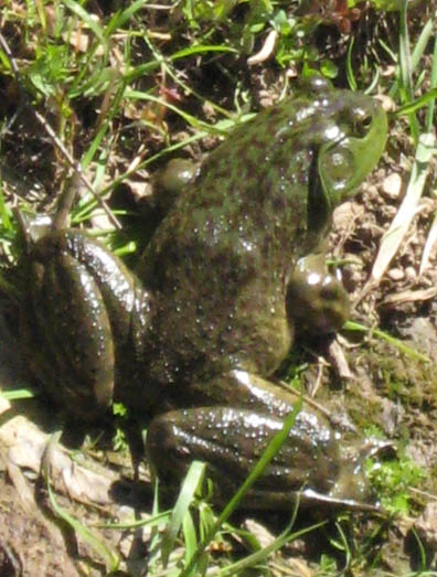 Bullfrog