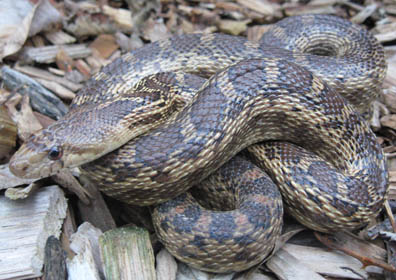 Gopher Snake