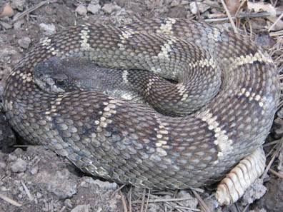 Rattlesnake