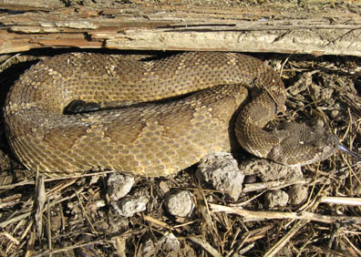 Rattlesnake