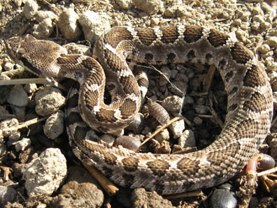 Rattlesnake