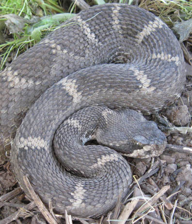 Rattlesnake