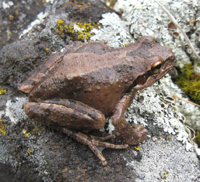 Pacific Chorus Frog