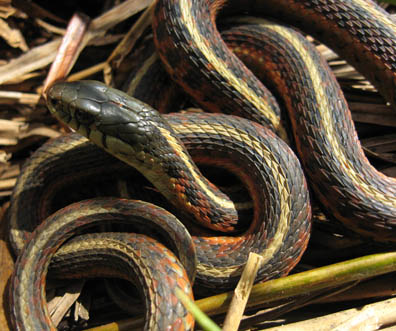 Coast Garter