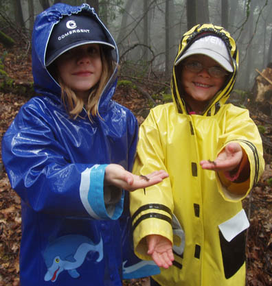 Slender Salamander