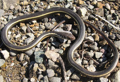 Whipsnake