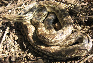 Gopher Snake