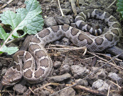 Rattlesnake