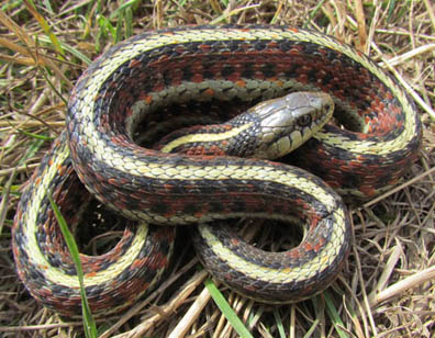 Coast Garter Snake