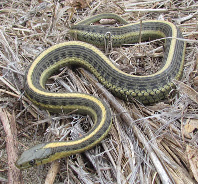 SAquatic Garter Snake