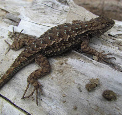 Fence Lizard