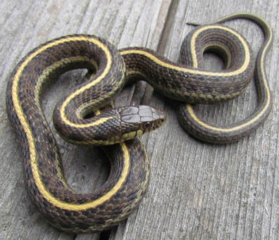 Coast Garter Snake