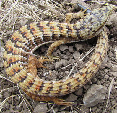 Southern Alligator Lizard