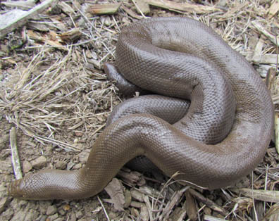 Rubber Boa