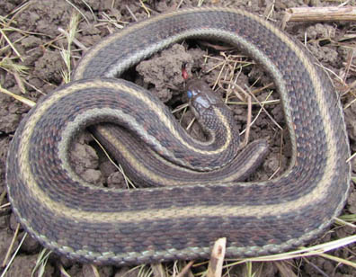 Coast Garter Snake