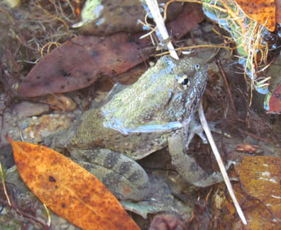 Foothill Yellow-legged Frog