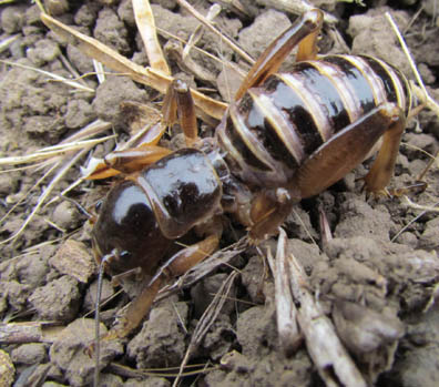 Jerusalem Cricket