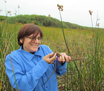 Coast Garter Snake