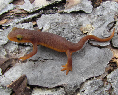 Newt