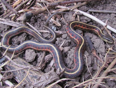 Coast Garter