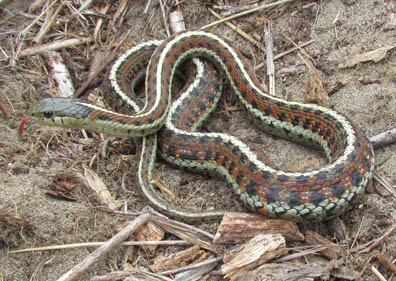 Coast Garter Snake