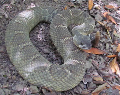 Northern Pacific Rattlesnake