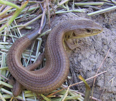 Southern Alligator Lizard