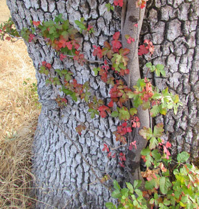 poison oak