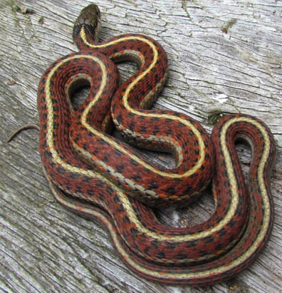 Coast Garter Snake