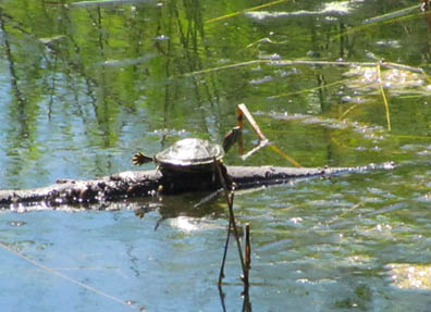 Invasive Turtle