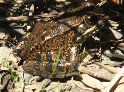 redleg frog