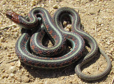 Red-sided Garter