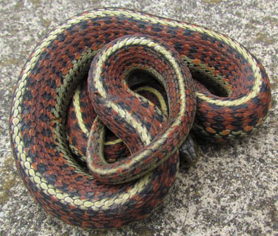 Coast Garter Snake