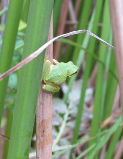 Sierra Treefrog