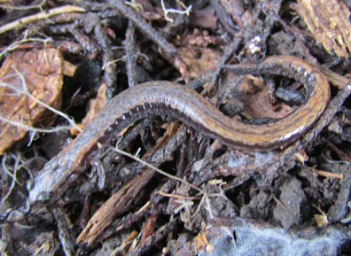 Slender Salamander