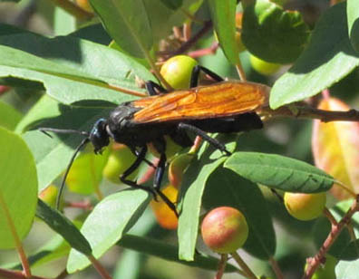 Tarantula Hawk