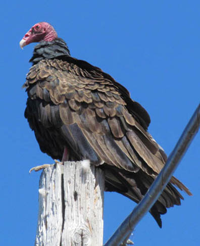 Turkey Vulture