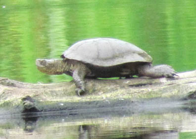 Western Pond Turtle