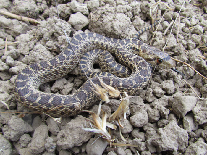 Pacific Gopher Snake