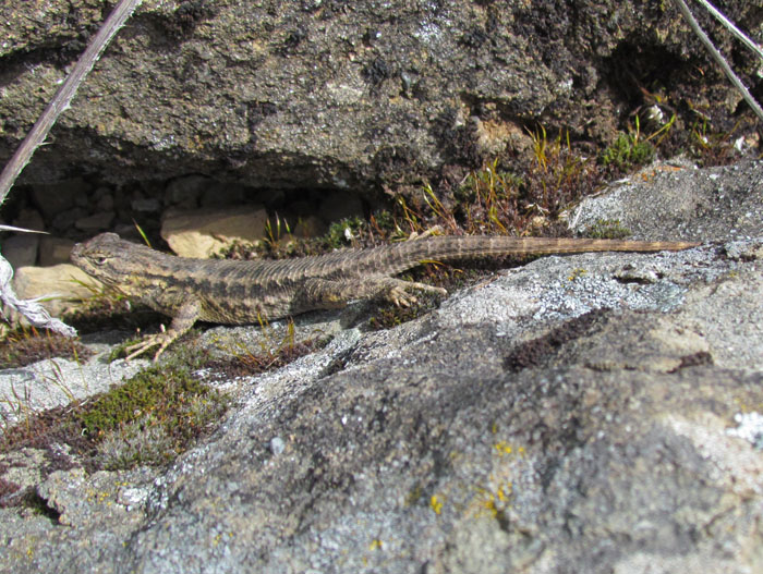 Western Fence Lizard