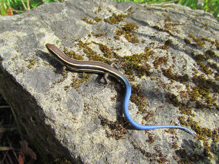 Skink