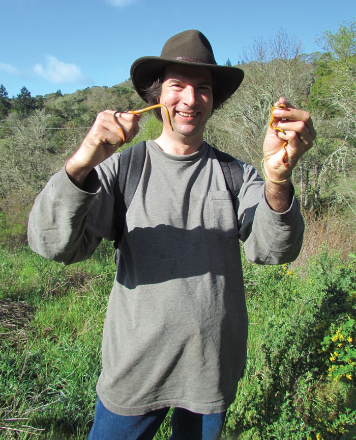 Ringneck Snake