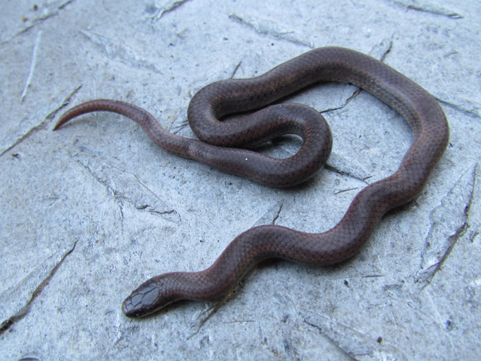 Sharptail Snake